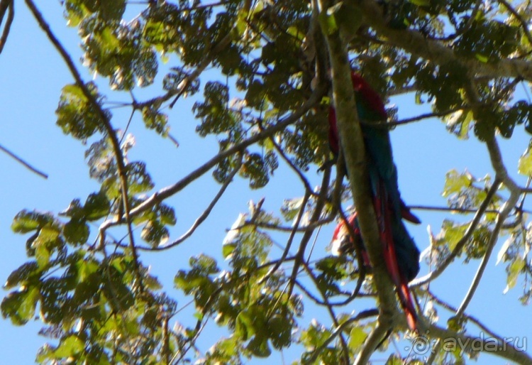 Альбом отзыва "Живая Бразилия.2/2.Штат Mato Grosso do Sul. Pantanal"