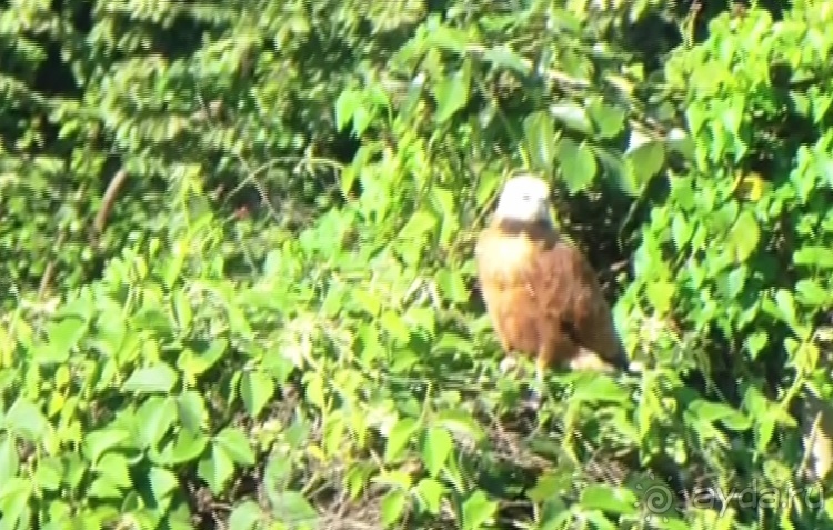 Альбом отзыва "Живая Бразилия.2/2.Штат Mato Grosso do Sul. Pantanal"