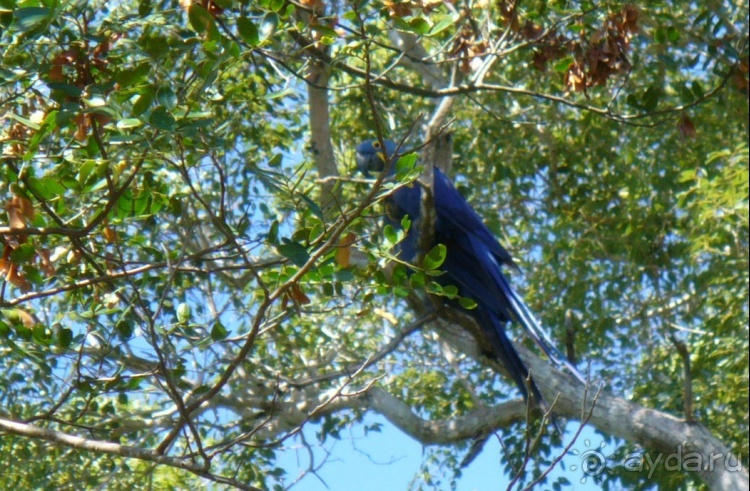 Альбом отзыва "Живая Бразилия.2/2.Штат Mato Grosso do Sul. Pantanal"