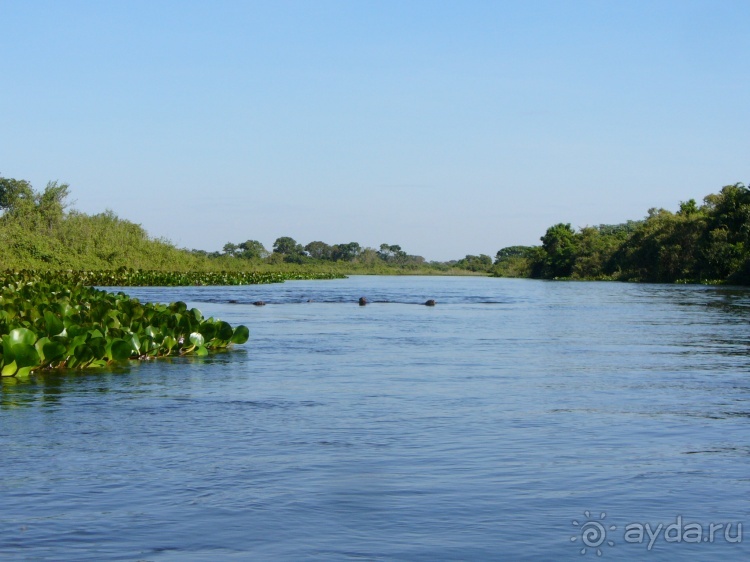 Альбом отзыва "Живая Бразилия.2/2.Штат Mato Grosso do Sul. Pantanal"