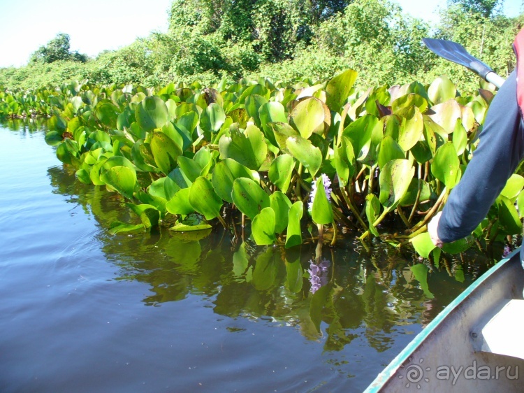 Альбом отзыва "Живая Бразилия.2/2.Штат Mato Grosso do Sul. Pantanal"