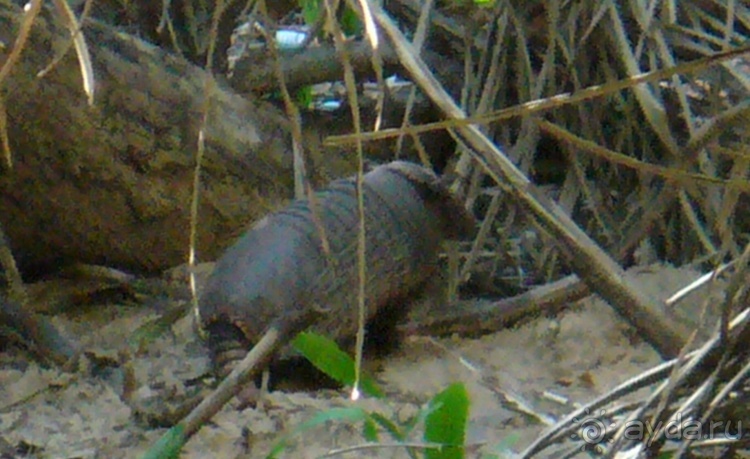 Альбом отзыва "Живая Бразилия.2/2.Штат Mato Grosso do Sul. Pantanal"