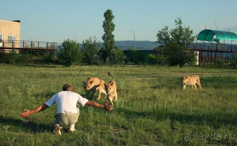 Альбом отзыва 