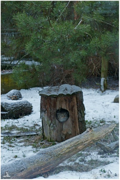 Альбом отзыва "Финское царство зверей (Helsinki, Finland)"