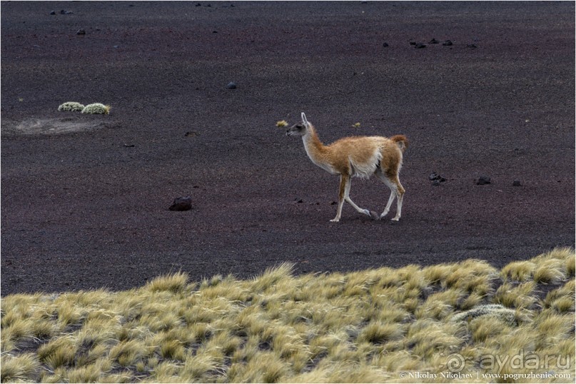 Альбом отзыва "Паюния: планета вулканов (Payunia, Mendoza province, Argentina)"