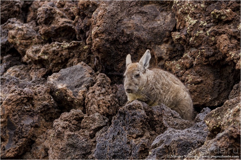 Альбом отзыва "Паюния: планета вулканов (Payunia, Mendoza province, Argentina)"