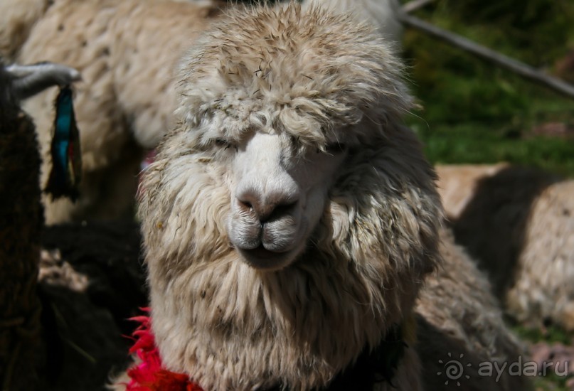 Альбом отзыва "Покорение Америки: Часть 5. День 4: Каменная любовь (Sacred Valley, Peru)"