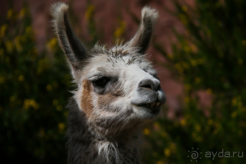 Альбом отзыва "Покорение Америки: Часть 5. День 4: Каменная любовь (Sacred Valley, Peru)"