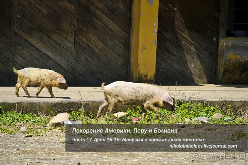 Альбом отзыва "Покорение Америки. Часть 17. Дни 16-19: Ману или в поисках диких животных (Manu National Park, Peru)"