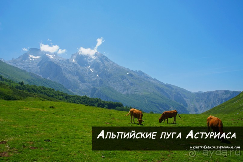 Альбом отзыва "Альпийские луга Астуриаса (Asturias, Spain)"