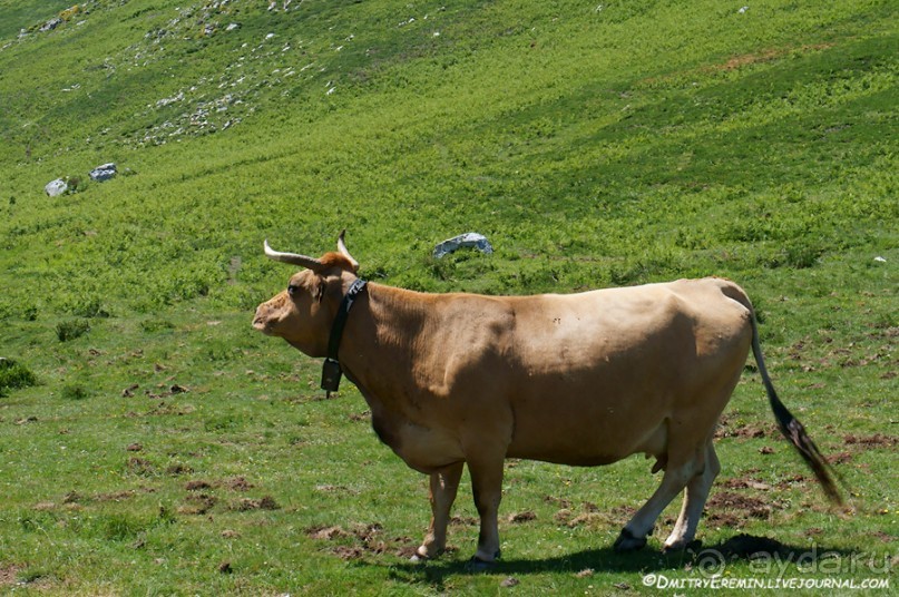 Альбом отзыва "Альпийские луга Астуриаса (Asturias, Spain)"