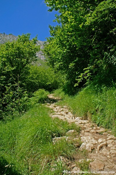 Альбом отзыва "Альпийские луга Астуриаса (Asturias, Spain)"