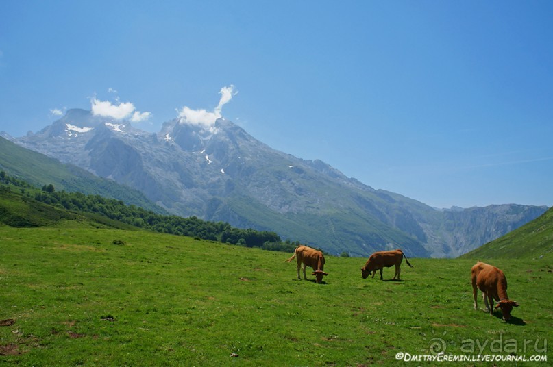 Альбом отзыва "Альпийские луга Астуриаса (Asturias, Spain)"