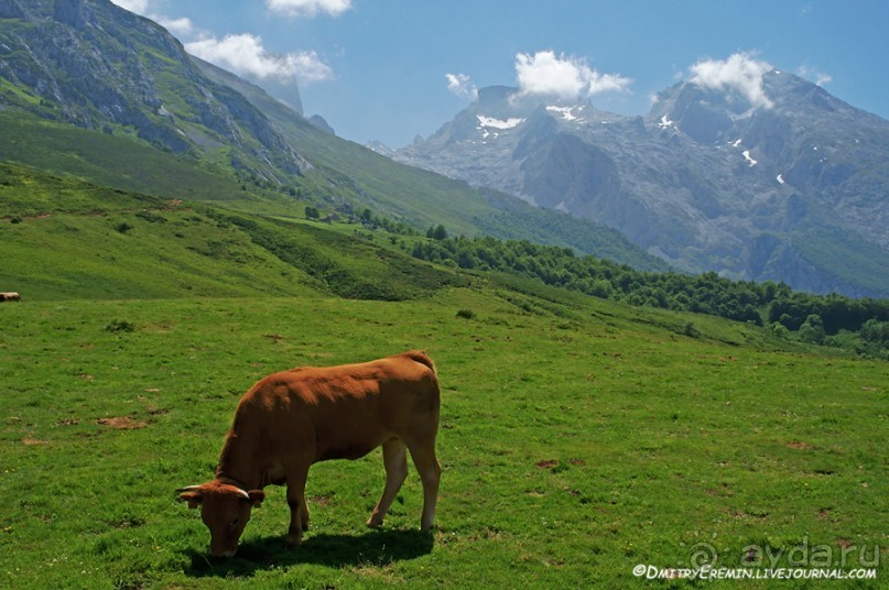 Альбом отзыва "Альпийские луга Астуриаса (Asturias, Spain)"