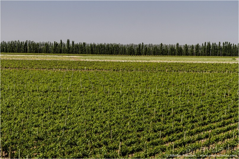 Альбом отзыва "Мендоса: грязи, горы и вино (Mendoza, Argentina)"