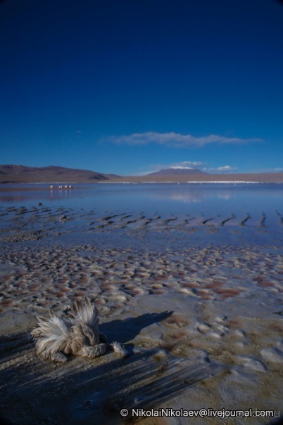 Альбом отзыва "Покорение Америки ч-12. День 10: Марсианская сага 2 (Near Eduardo Avaroa National Reserve, Bolivia)"