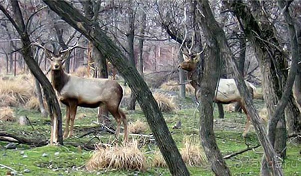 Альбом отзыва "   Самарканд. Доброе солнце над доброй страной Или как я провёл мои самые лучшие каникулы"