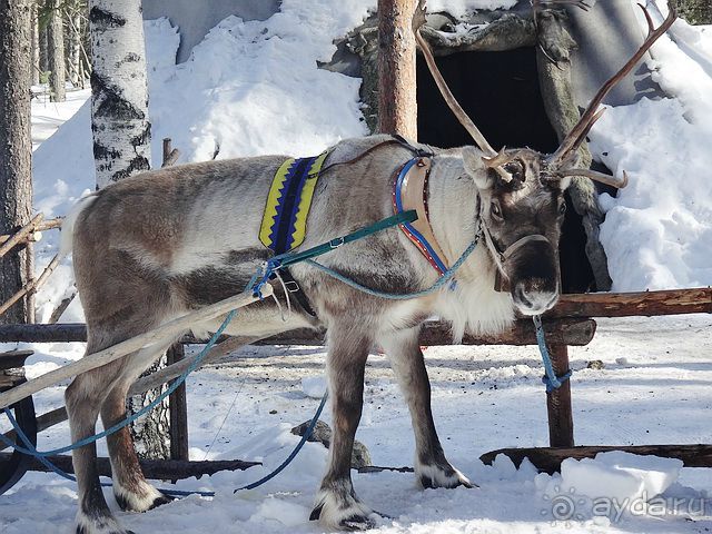 Альбом отзыва "Лапландия. Полярный круг. Санта Клаус или в гостях у сказки /ч.2"