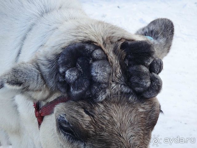 Альбом отзыва "Лапландия. Полярный круг. Санта Клаус или в гостях у сказки /ч.2"