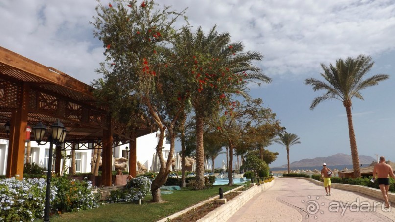 Альбом отзыва "Melia Sinai 5* - хороший вариант для зимнего отдыха"