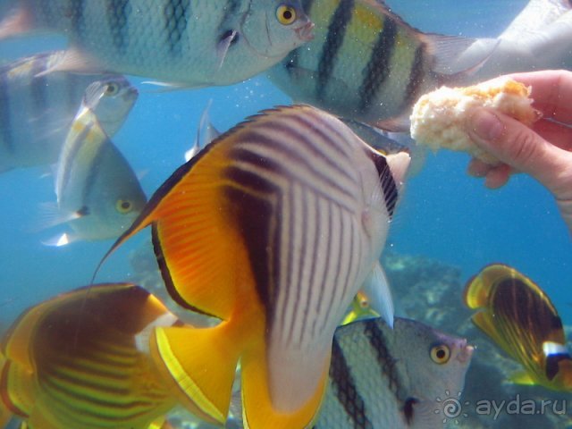 Beach Albatros Sharm