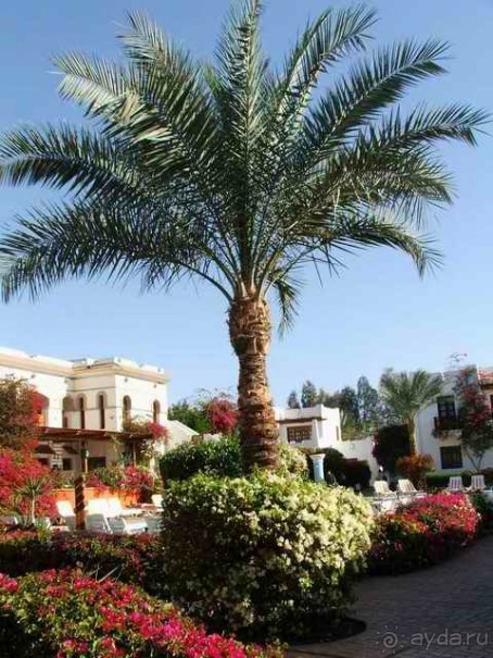 Mexicana Sharm Resort (ex.Creative Mexicana Sharm Resort)