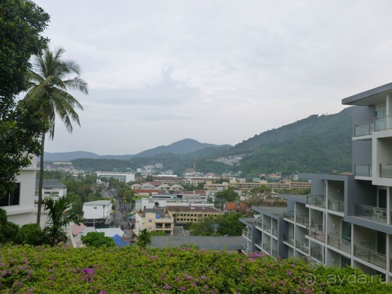 Sugar palm hillside 4