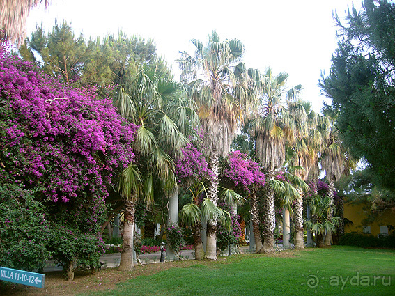 Iberostar Bellis Resort (ex. Asteria Bellis Resort)