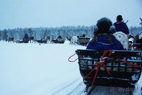 Альбом отзыва "Олени, хаски и Полярный круг"