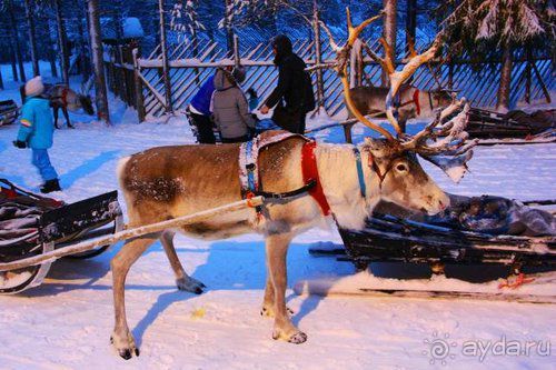 Альбом отзыва "Олени, хаски и Полярный круг"