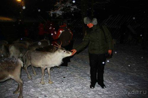 Альбом отзыва "Олени, хаски и Полярный круг"