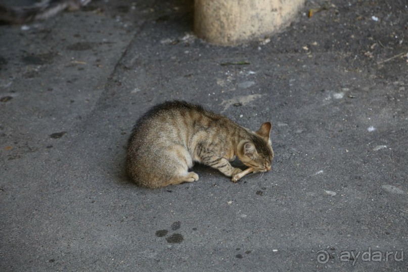 Котэссы