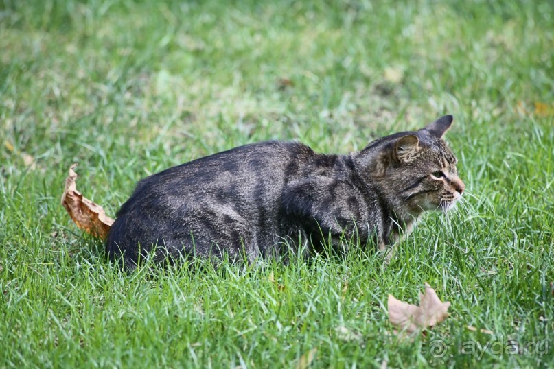 Котэссы