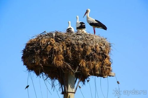 Альбом отзыва "Хождение за пять морей"