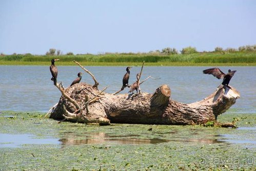 Альбом отзыва "Хождение за пять морей"