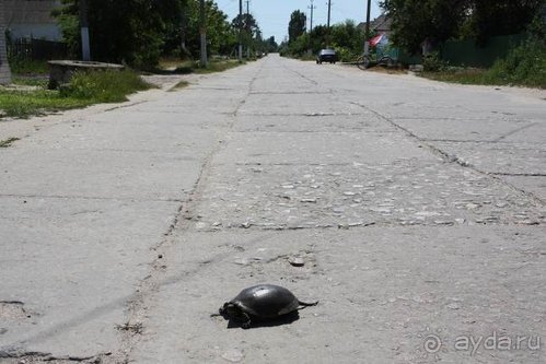 Альбом отзыва "Хождение за пять морей"