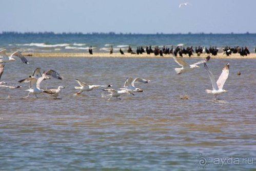 Альбом отзыва "Хождение за пять морей"