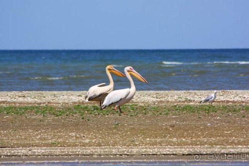 Альбом отзыва "Хождение за пять морей"