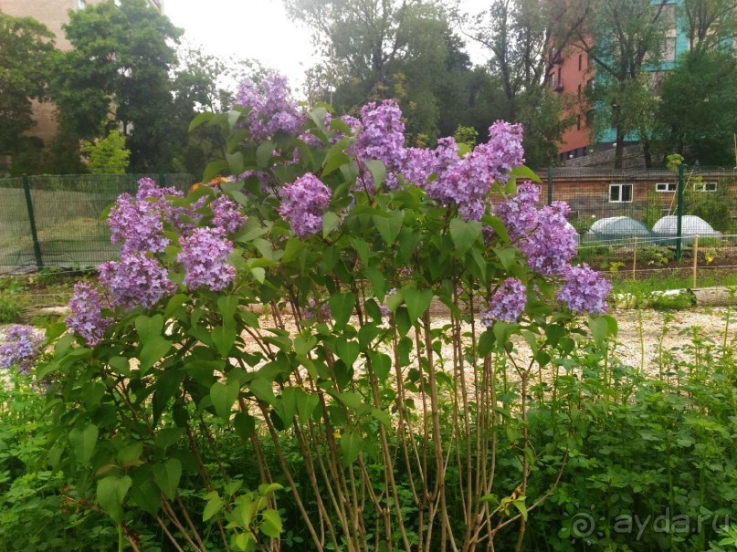 Альбом отзыва "Весенний фестиваль цветов в Ботаническом саду МГУ. (Фотоотчет)."