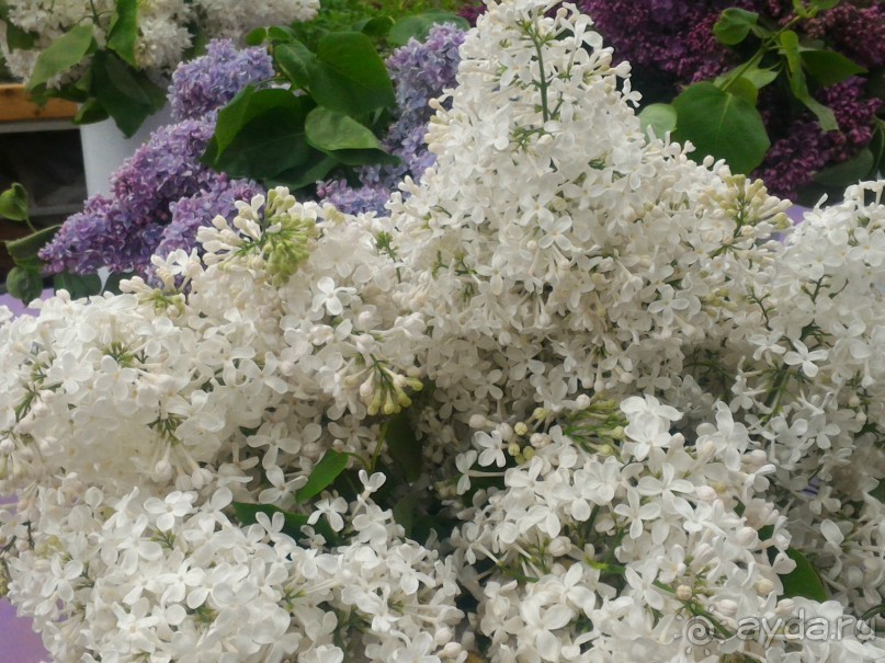 Альбом отзыва "Весенний фестиваль цветов в Ботаническом саду МГУ. (Фотоотчет)."