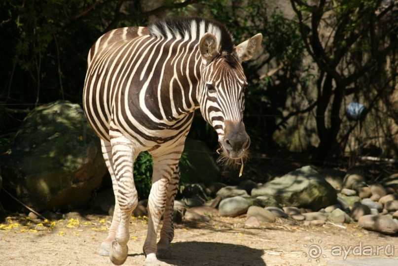 Зоопарк Торонго, Австралия